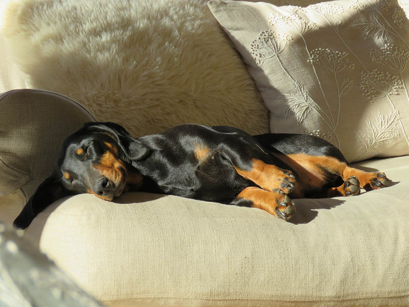 Why I started Snoozy Paws: A journey to comfort for our furry friends